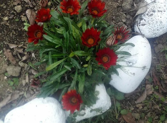 Alojamento Santa Cruz * Lagoa (Azores)